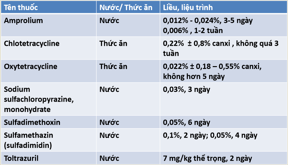 6 điều cần lưu ý về bệnh cầu trùng ở gà mà người chăn nuôi cần biết!