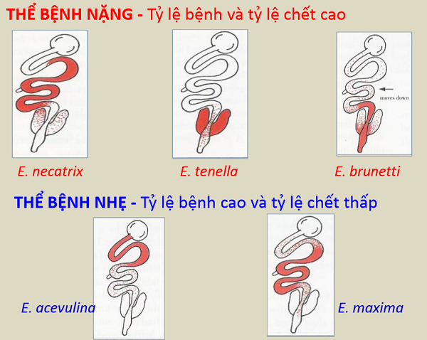 6 điều cần lưu ý về bệnh cầu trùng ở gà mà người chăn nuôi cần biết!