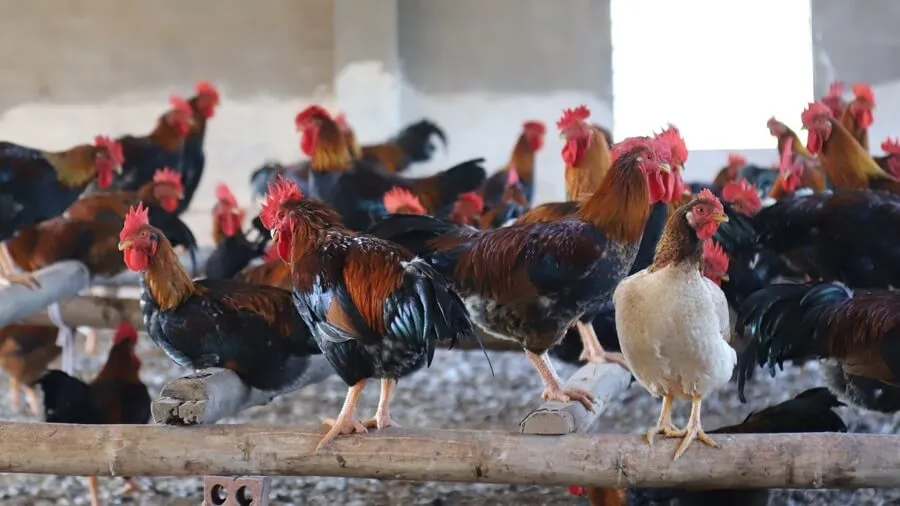 Cách phòng bệnh cho gà hiệu quả vào mùa mưa