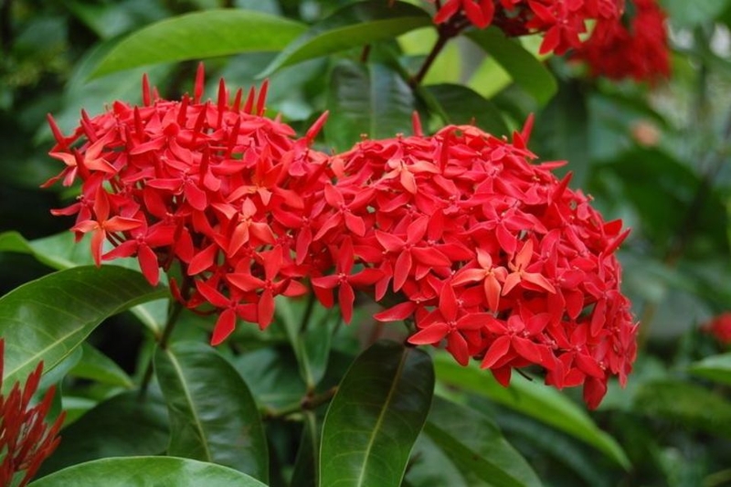 Khám phá ý nghĩa của hoa mẫu đơn: Biểu tượng của sự giàu có, thịnh vượng và hạnh phúc trọn vẹn