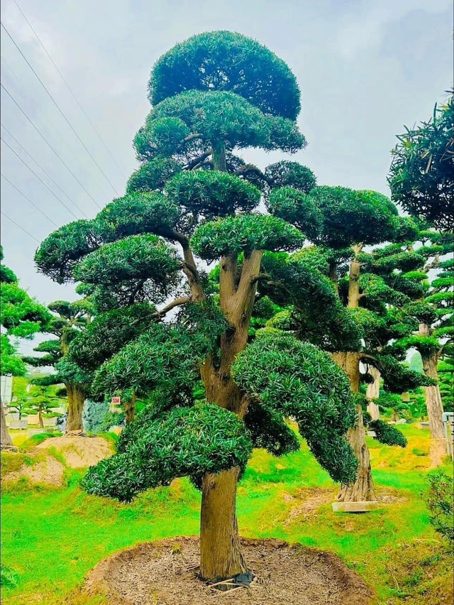 Cây thông thường được trồng theo hai dạng chính: thông cảnh và thông mọc tự nhiên.