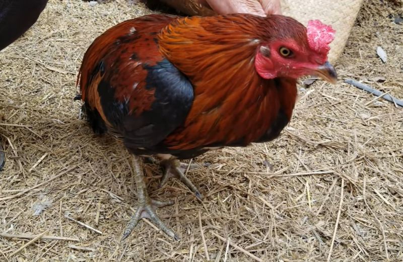 Hướng dẫn điều trị gà bị chướng diều - Niên Giám Nông Nghiệp