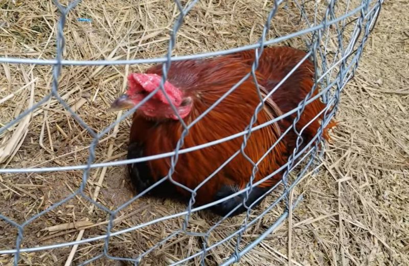 Hướng dẫn điều trị gà bị chướng diều - Niên Giám Nông Nghiệp