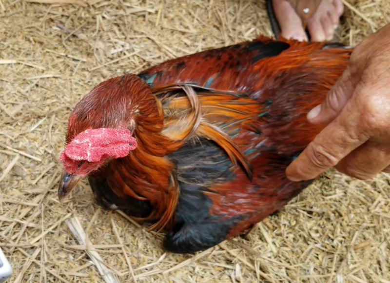 Hướng dẫn điều trị gà bị chướng diều - Niên Giám Nông Nghiệp