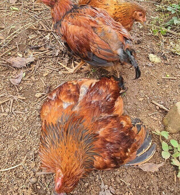 Gà bị liệt chân do bệnh Marek