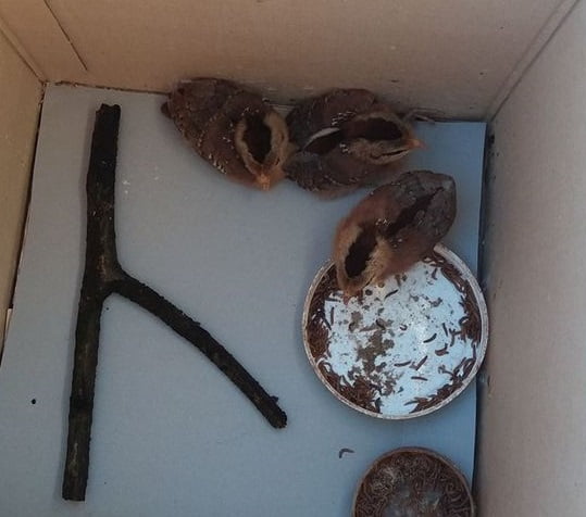 Gà con bị liệt chân do thiếu can xi