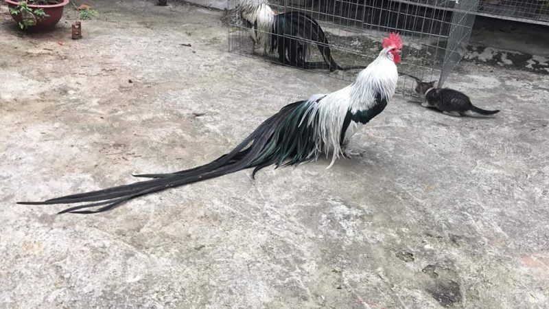 Sinh sản của gà rừng