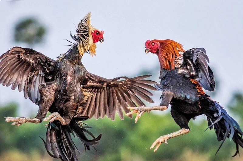 Đặc điểm nhận biết gà linh kê thần kê chi tiết